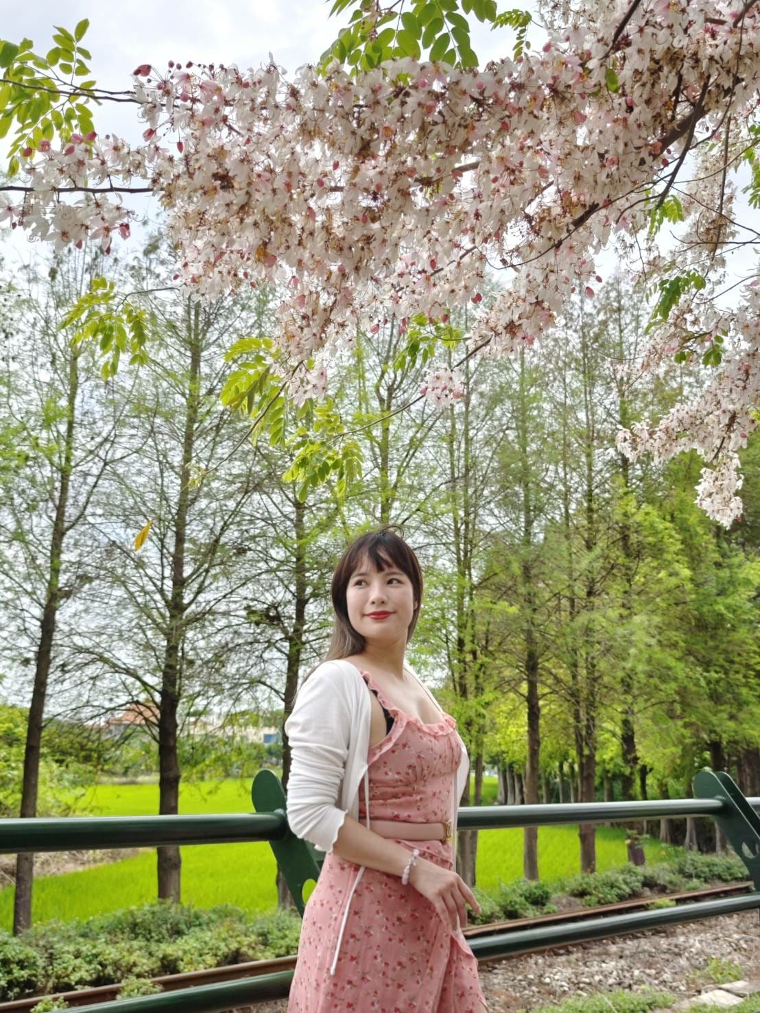 二水花旗木 二水花旗木