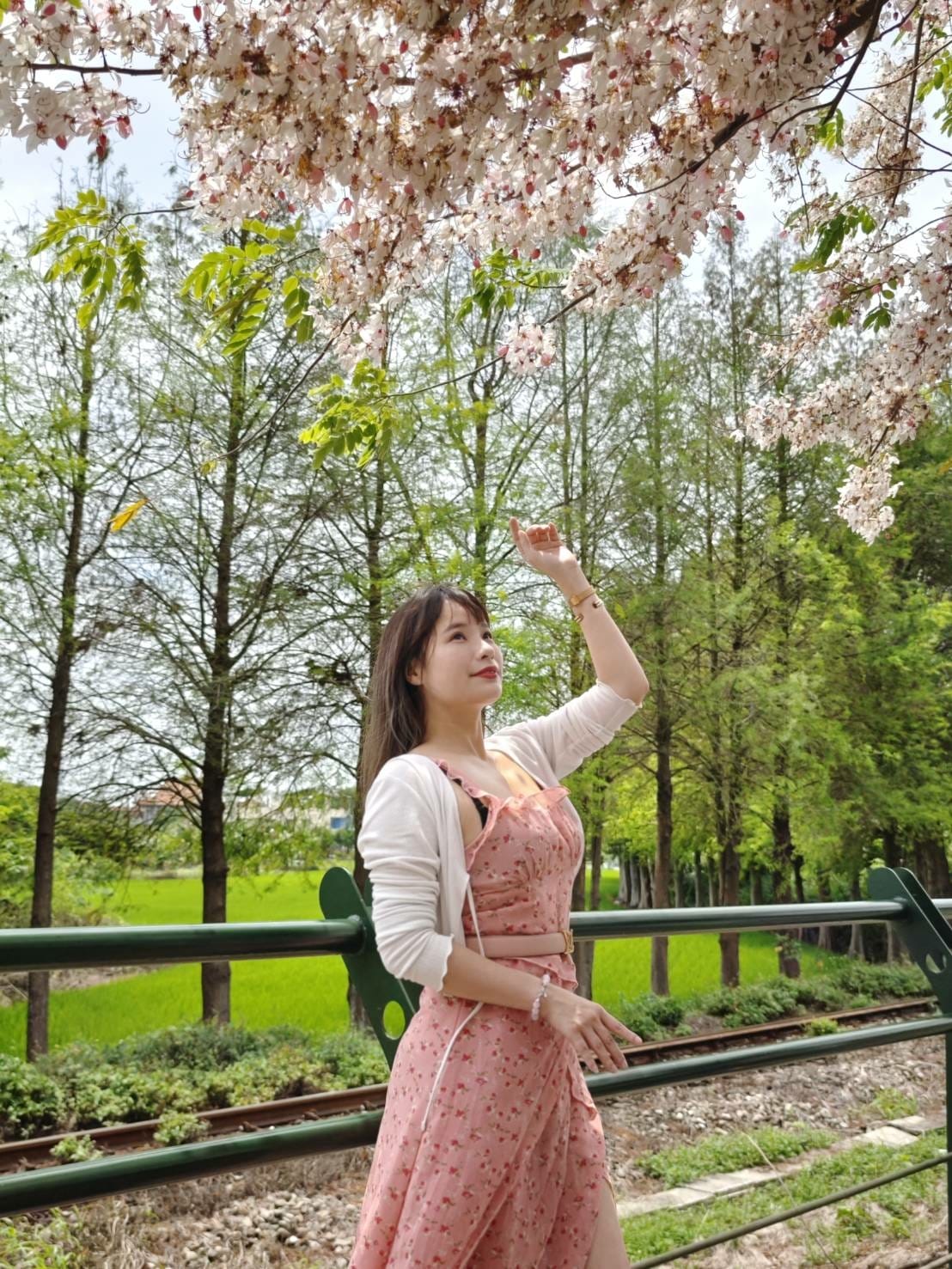 二水花旗木 二水花旗木