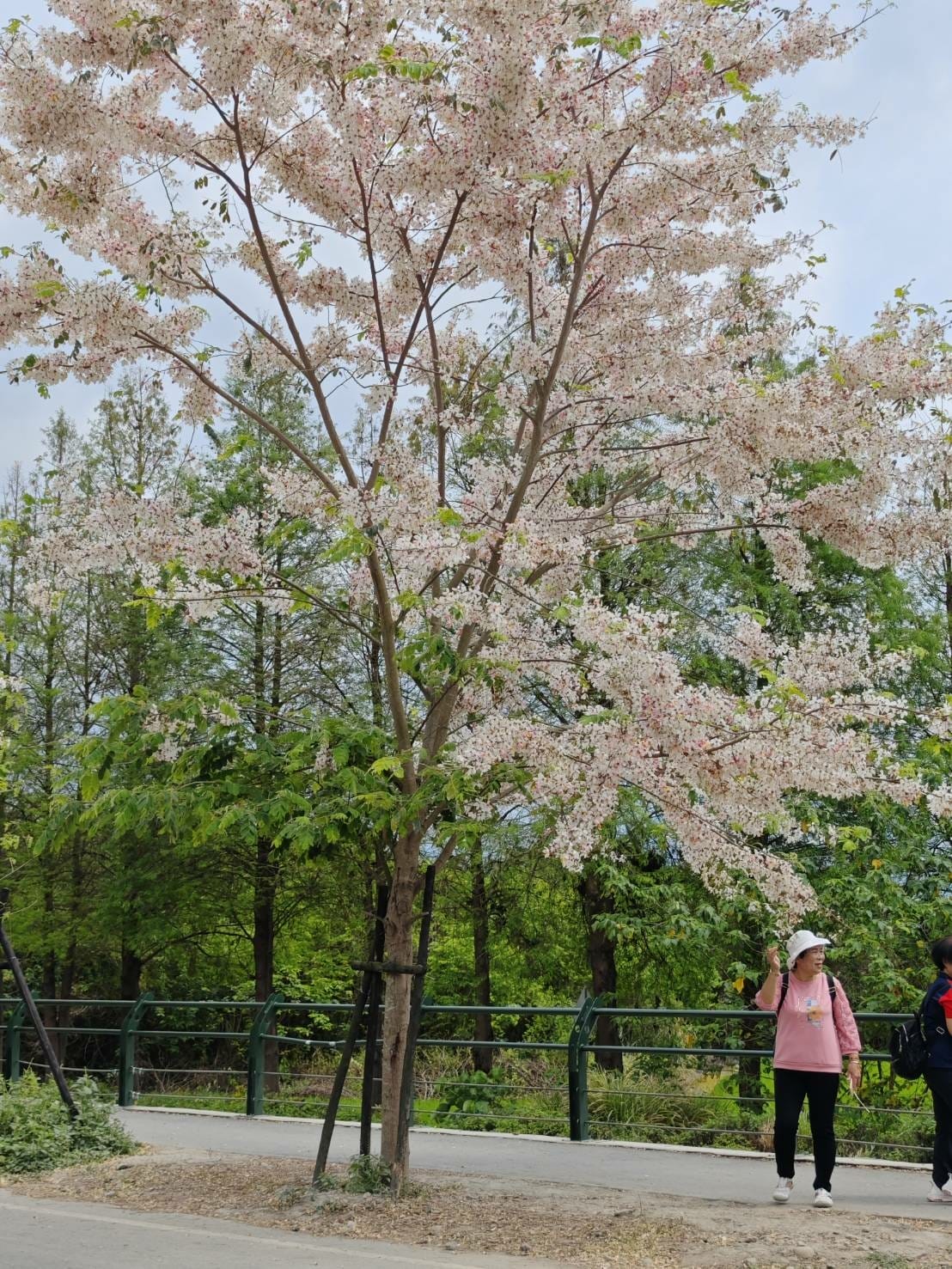 二水花旗木 二水花旗木