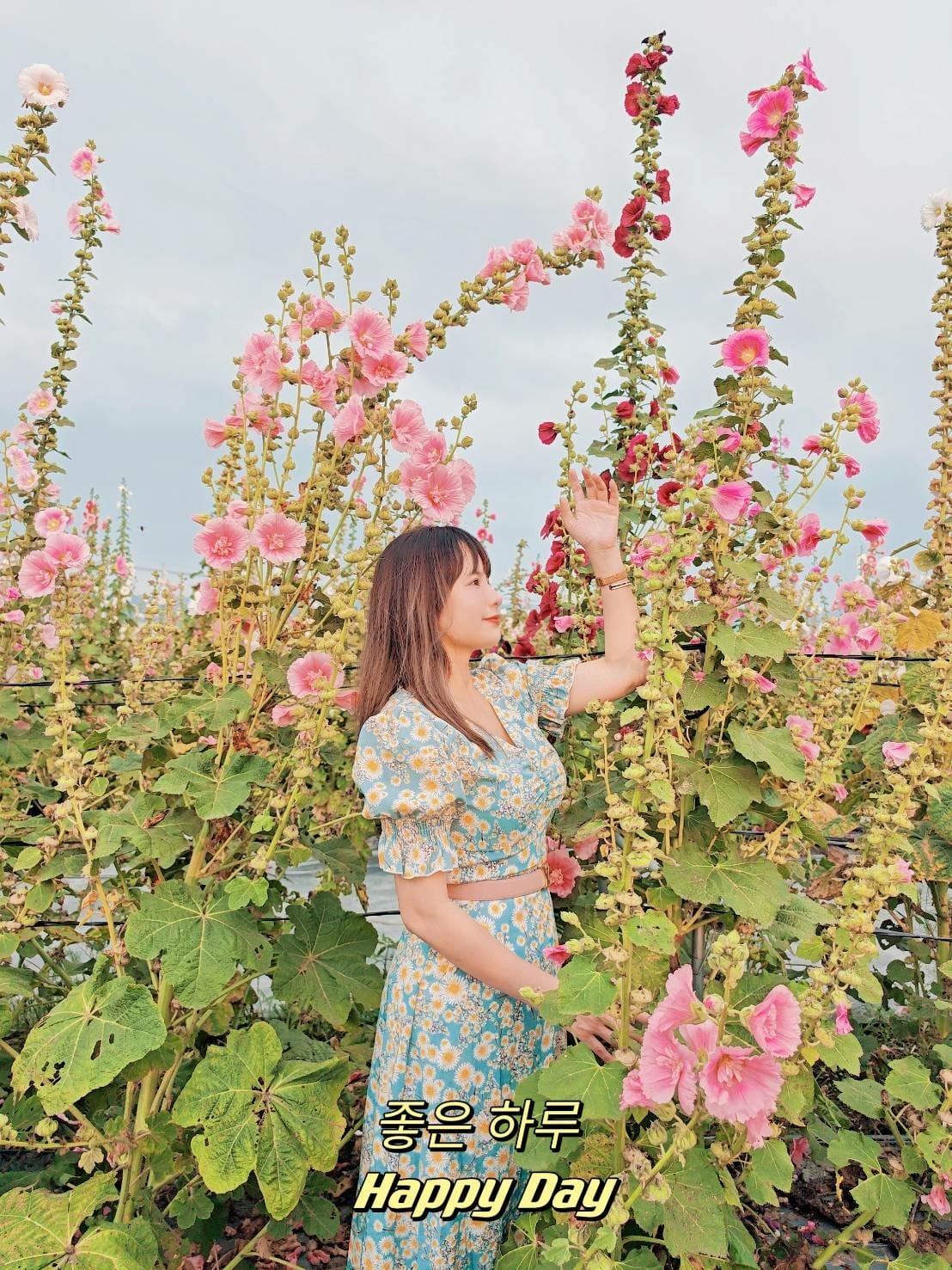 蜀葵花田 蜀葵花田