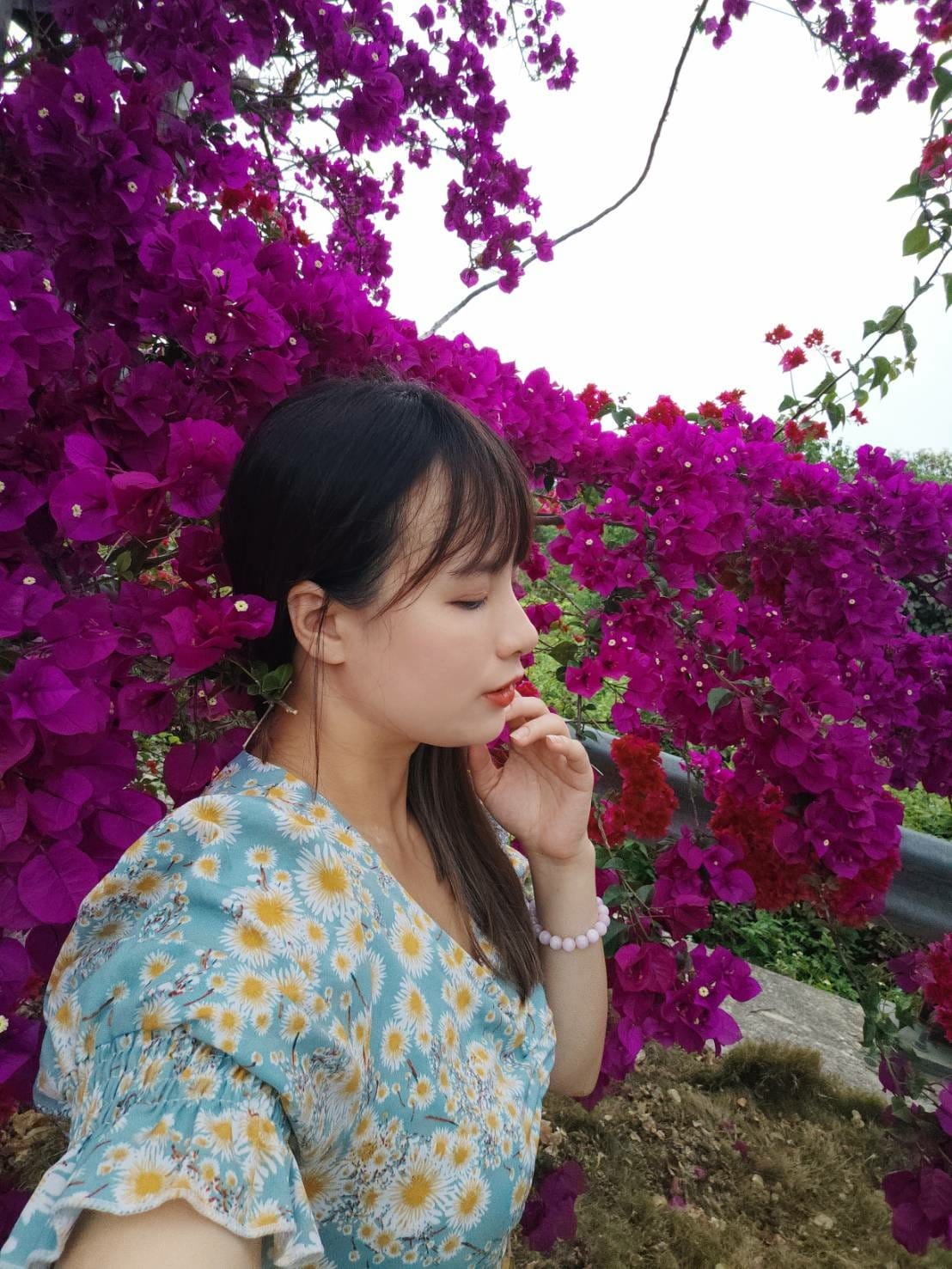 九重葛 九重葛