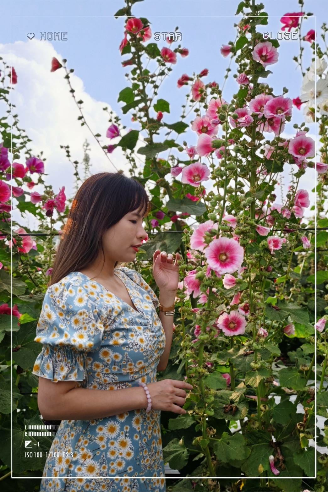 蜀葵花田 蜀葵花田