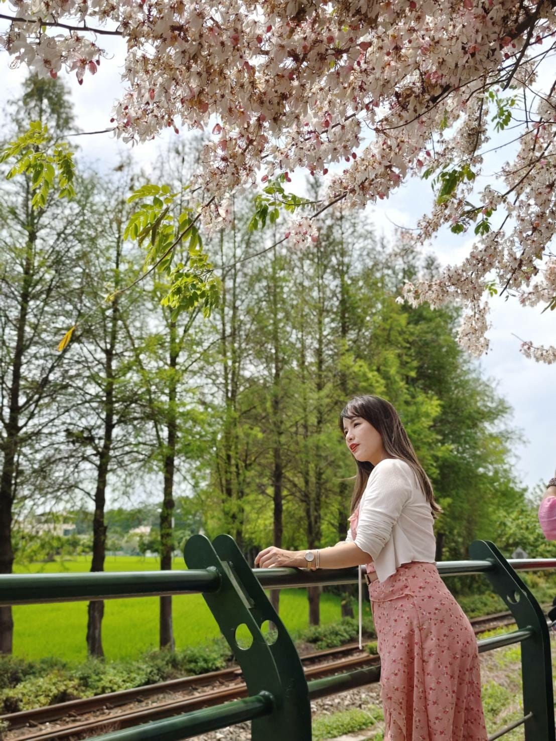 二水花旗木 二水花旗木