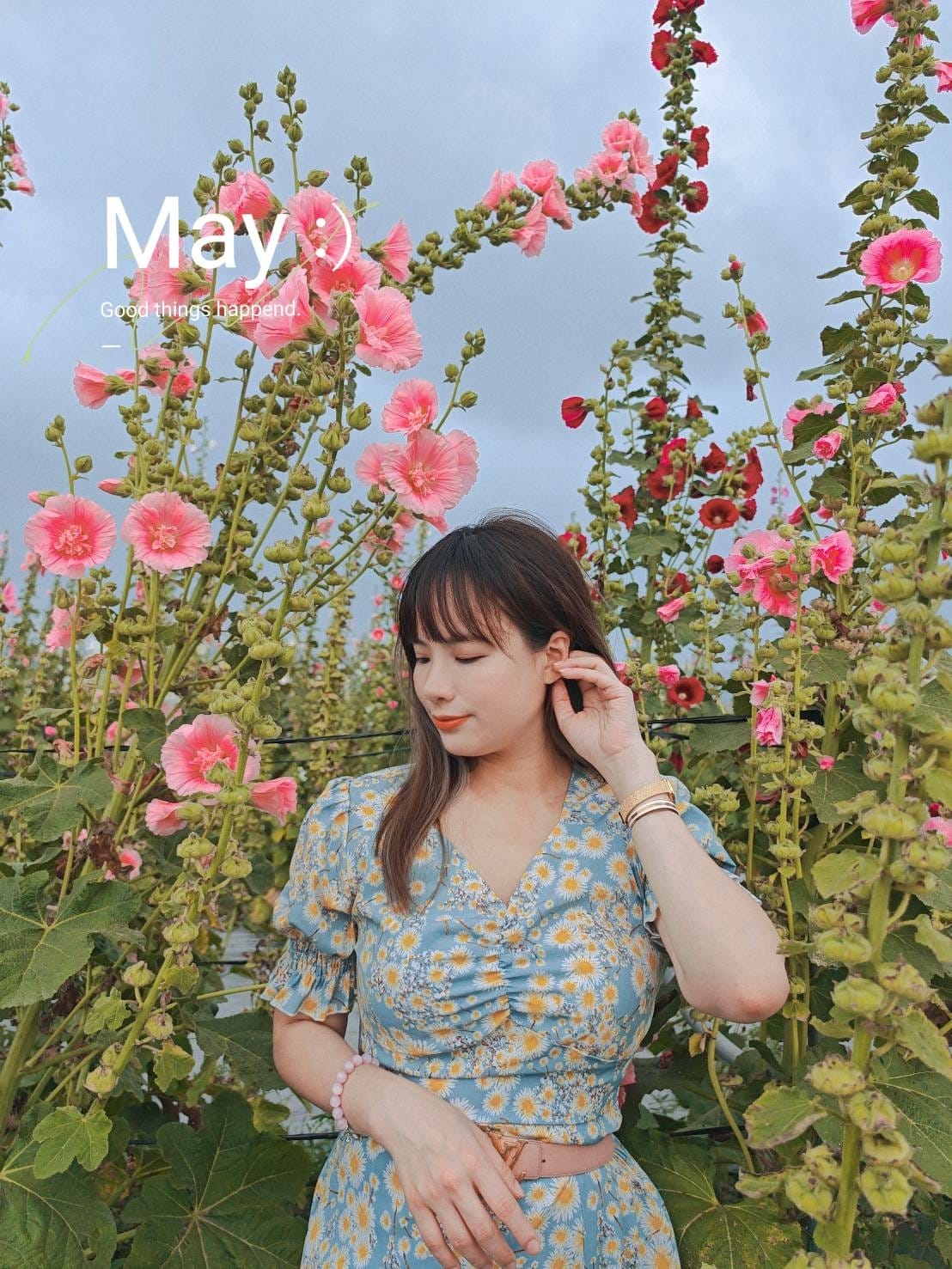 蜀葵花田 蜀葵花田