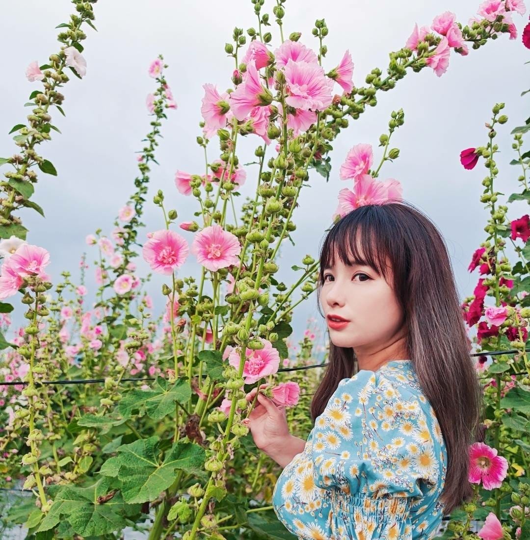 蜀葵花田 蜀葵花田