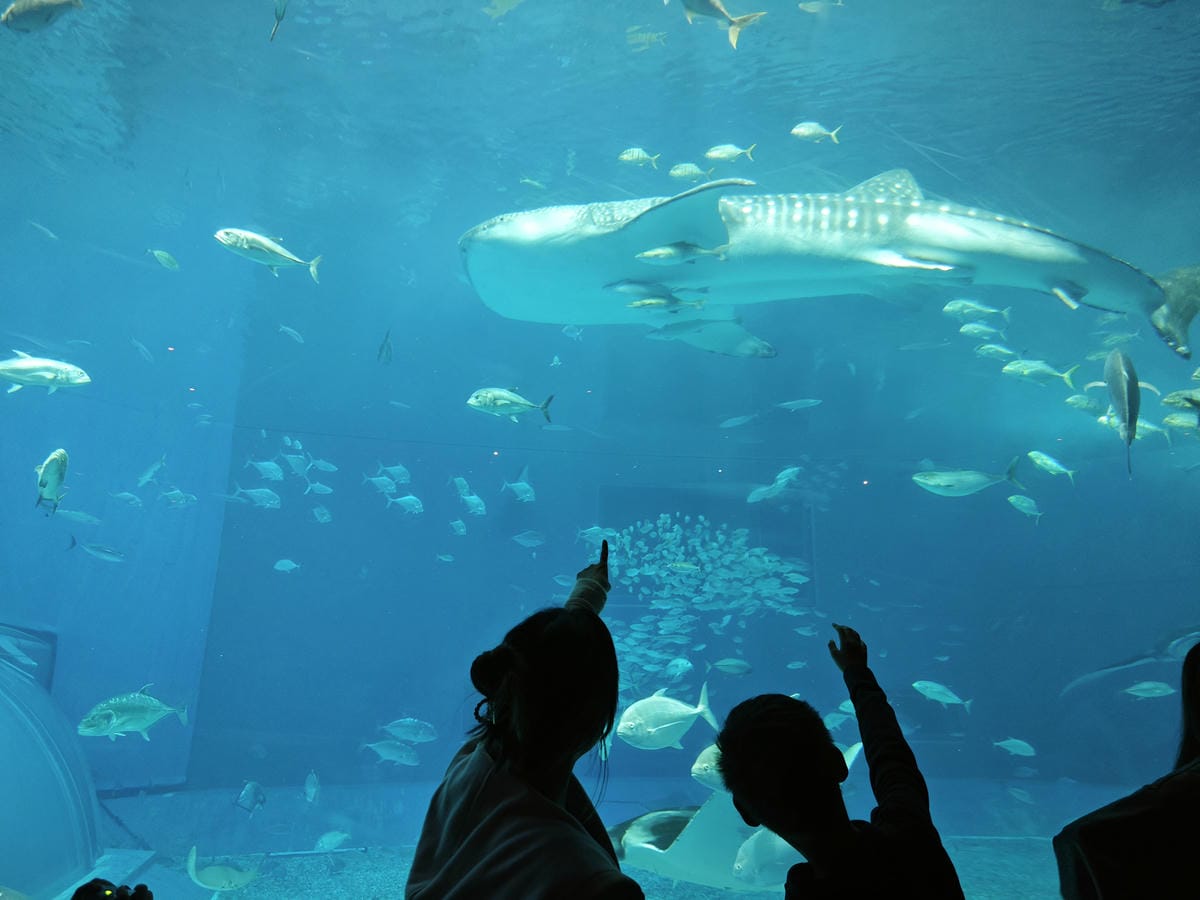 沖繩水族館、琉球村、星野咖啡
