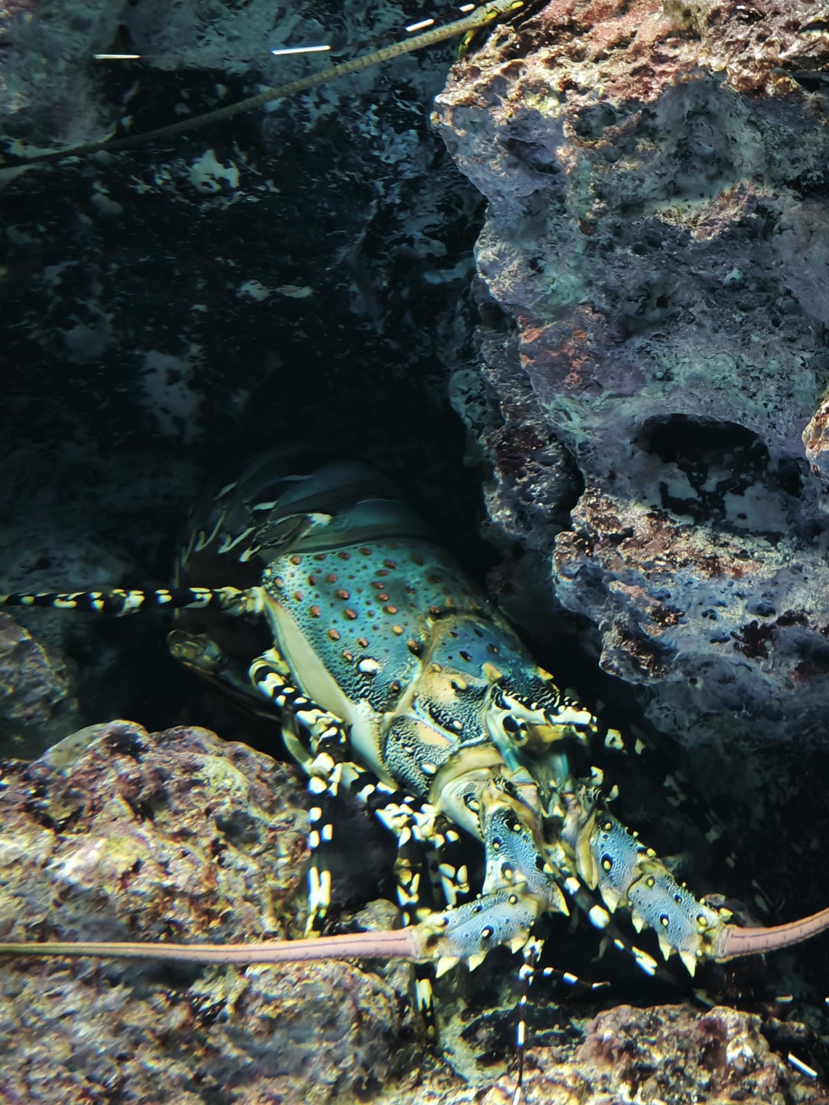 沖繩水族館、琉球村、星野咖啡